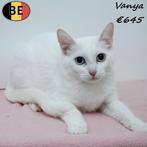 Europese Kort&Langhaar kittens - te koop, Meerdere dieren, 0 tot 2 jaar