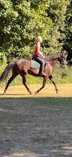Super knappe merrie te koop, Dieren en Toebehoren, Merrie