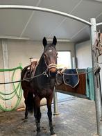 7j merrie recreatief  te koop, Dieren en Toebehoren, Paarden, Merrie