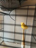 Te koop verschillende prachtige kanaries, Dieren en Toebehoren, Meerdere dieren, Kleurkanarie