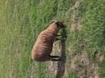 Ouessant Ramlam, Dieren en Toebehoren
