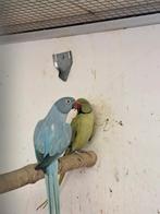 Koppel opaline halsbanden., Dieren en Toebehoren, Vogels | Parkieten en Papegaaien, Meerdere dieren, Parkiet, Geringd