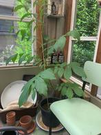 Notenboom, Tuin en Terras, Overige soorten, 100 tot 250 cm, Ophalen, Volle zon