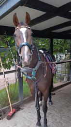 Super brave 5 jarige merrie, Merrie