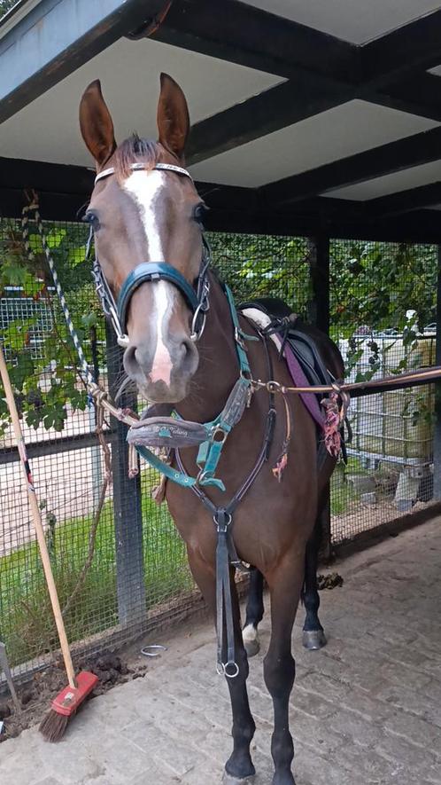 Super brave 5 jarige merrie, Dieren en Toebehoren, Paarden, Merrie