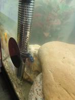 Malawi Cichliden, Dieren en Toebehoren, Vis, Zoetwatervis