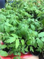 Tomaat plantjes - verschillende soorten, Tuin en Terras, Planten | Tuinplanten, Ophalen of Verzenden