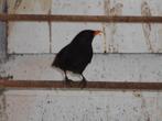 vogels - merels, Dieren en Toebehoren, Vogels | Overige Vogels, Meerdere dieren, Wildzangvogel, Geringd