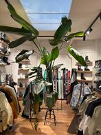 Grande plante avec pot, Enlèvement