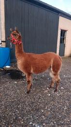 Brave 4 jarige merrie, Dieren en Toebehoren, Overige Dieren, Januari, Vrouwelijk