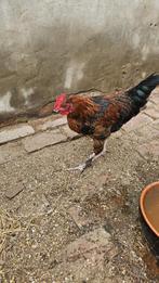Gratis haantjes, Dieren en Toebehoren
