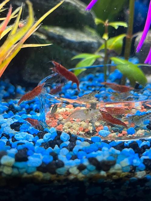 Neocardina garnalen red cherry, Dieren en Toebehoren, Vissen | Aquariumvissen