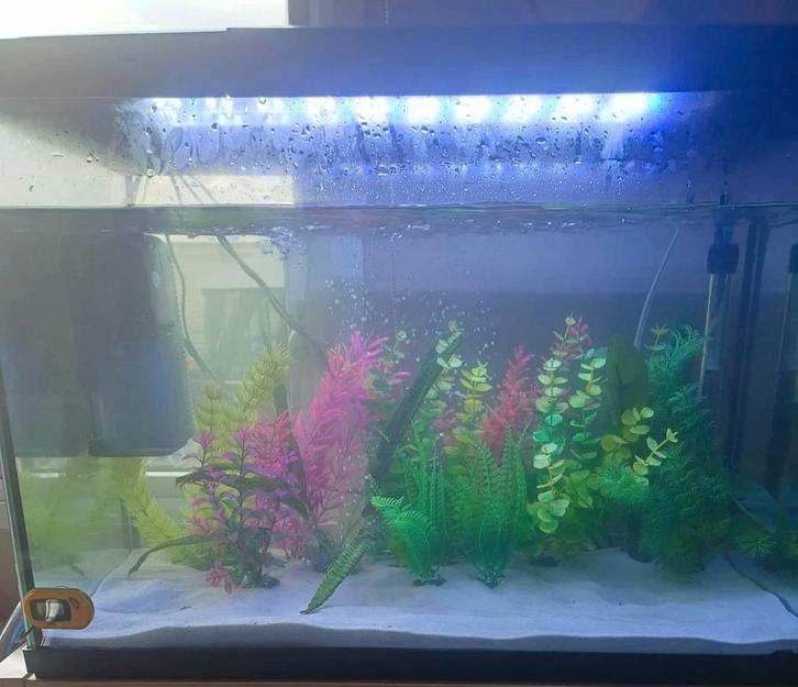 Aquarium, Dieren en Toebehoren, Vissen | Aquaria en Toebehoren, Gebruikt, Leeg aquarium, Ophalen