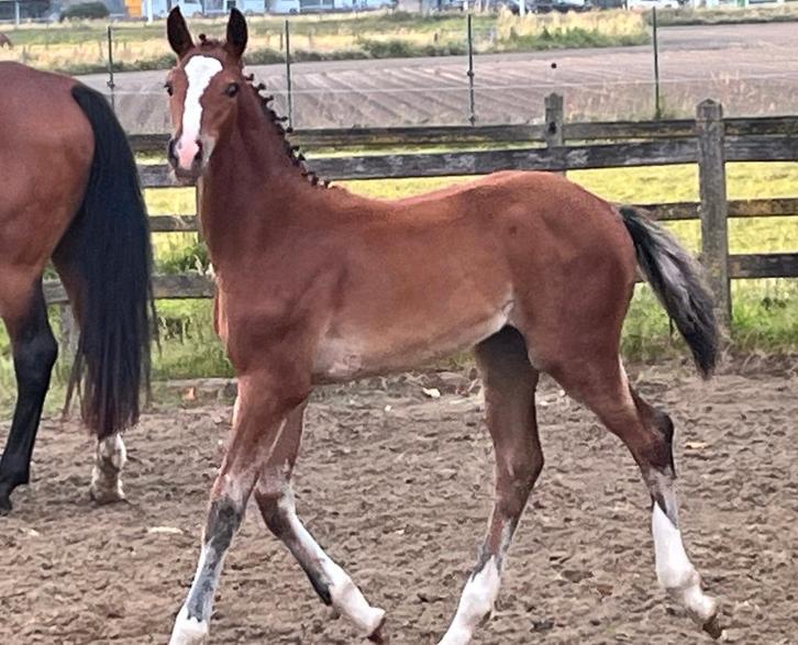 verzorgpaard, Dieren en Toebehoren, Paarden, Ruin, Niet van toepassing, Springpaard