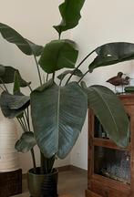 Prachtige strelizia nicolai te koop, Maison & Meubles, Plantes d'intérieur, Autres espèces, Plante à fleurs, Ombre partielle, 150 à 200 cm