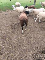 Mooie zwartblesram, Dieren en Toebehoren, Schapen, Geiten en Varkens