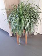 kamerplant ( 45 cm ), Huis en Inrichting, Kamerplanten, Groene kamerplant, Ophalen, Minder dan 100 cm