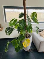 Monstera, Maison & Meubles, Plantes d'intérieur, Plante verte, Enlèvement, Autres espèces, En pot