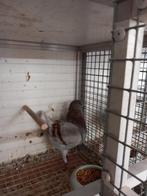 Duitse modena, Dieren en Toebehoren, Vogels | Duiven