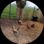 Coq de 10 mois, Animaux & Accessoires, Volatiles