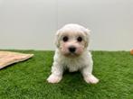 Portée de chiots Bichon Maltais - petite taille, Chien (mâle), Belgique, Bichon maltais, Un chien