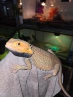 citrus hypotrans genetic stripe baardagaam man, Dieren en Toebehoren, Hagedis, Tam, 3 tot 6 jaar