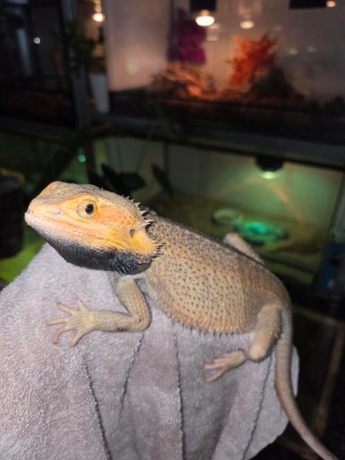citrus hypotrans genetic stripe baardagaam man, Dieren en Toebehoren, Reptielen en Amfibieën, Hagedis, 3 tot 6 jaar, Tam