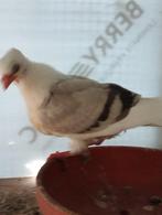 Jong smierel, Dieren en Toebehoren