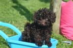 Poedel pups mooie kleuren, Dieren en Toebehoren, Poedel, 15 weken tot 1 jaar, Buitenland, CDV (hondenziekte)