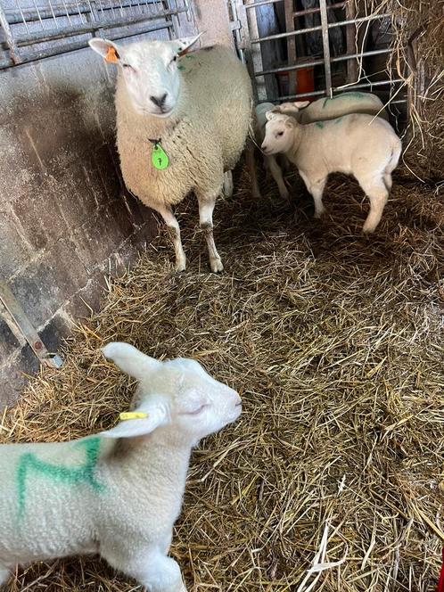 Weide-weides gezocht voor begrazing van schapen, Tuin en Terras, Overige Tuin en Terras, Ophalen of Verzenden