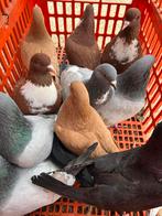 10 prachtige cauchois duiven, Meerdere dieren, Overige soorten