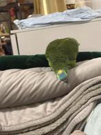 Blauwe voorhoofd, Amazon, Dieren en Toebehoren, Vrouwelijk, Papegaai, Pratend