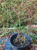 3 stekken vijgenboom, Ophalen