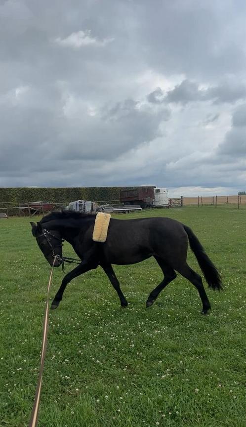 D pony te koop, Dieren en Toebehoren, Pony's, Ruin, Zadelmak, D pony (1.37m tot 1.48m), Recreatiepony, 0 tot 2 jaar