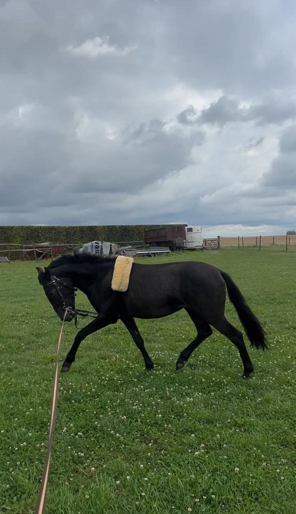 D pony te koop, Dieren en Toebehoren, Pony's, Ruin, Zadelmak, D pony (1.37m tot 1.48m), Recreatiepony, 0 tot 2 jaar