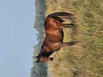 Knappe Zangersheide 1,5jaarse, Dieren en Toebehoren, Paarden, L