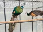 Kweekkoppel Java pauwen, Animaux & Accessoires, Volatiles, Plusieurs animaux, Autres espèces