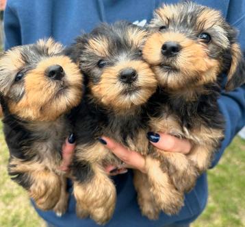 Yorkshire pups zoeken een warme thuis beschikbaar voor biedingen