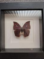 Vlinder taxidermie, Verzamelen, Dierenverzamelingen, Ophalen, Nieuw, Insect, Opgezet dier