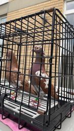 Duiven, Dieren en Toebehoren, Vogels | Duiven