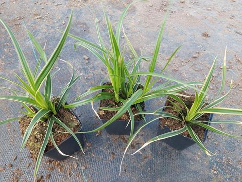 Carex Ice Dance, Tuin en Terras, Planten | Tuinplanten, Halfschaduw, Ophalen