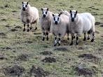 Kerry Hill ooi lammeren te koop, Dieren en Toebehoren, Vrouwelijk, Schaap, 0 tot 2 jaar