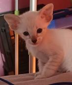 Prachtige volledig gestreepte oosterse Siamese kittens!, Dieren en Toebehoren, Katten en Kittens | Overige Katten, Meerdere dieren