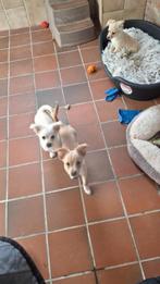 chihuahua pups reutjes, Dieren en Toebehoren, Honden | Chihuahua's en Gezelschapshonden, België, Fokker | Hobbymatig, Reu, 8 tot 15 weken