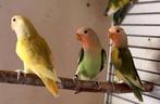 Te koop Roseicollie 2025, Meerdere dieren, Dwergpapegaai of Agapornis, Geringd