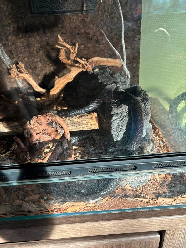 2 korenslangen, ballpython en mexicaanse koningsslang, Dieren en Toebehoren, Reptielen en Amfibieën, Slang, 3 tot 6 jaar, Met terrarium