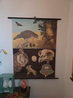 Vintage schoolplaat roofvogels (Jung Koch Quentell), Ophalen