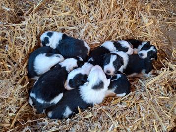 Border collie, Enlèvement ou Envoi