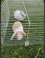 Konijntjes, Dieren en Toebehoren, Konijnen, Meerdere dieren, Klein, 0 tot 2 jaar