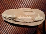Grote fossiele kaak enchodus - sabeltandharing, Ophalen of Verzenden, Fossiel